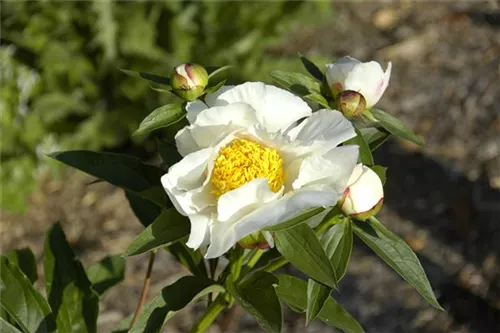 Garten-Pfingstrose - Paeonia lactiflora 'Krinkled White'