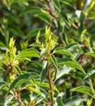 Portugiesischer Kirschlorbeer - Prunus lusitanica