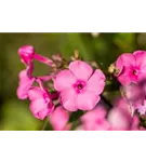 Hohe Garten-Flammenblume - Phlox paniculata 'Aida'