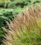 Halbhoher-Garten-Chinaschilf - Miscanthus sinensis 'Yakushima Dwarf'
