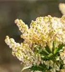 Schattenglöckchen 'Debutante' - Pieris japonica 'Debutante'