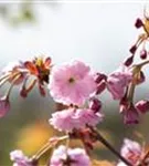 Häng.Nelkenkirsche 'Kiku-shidare-zakura' - Prunus serrulata 'Kiku-shidare-zakura' CAC