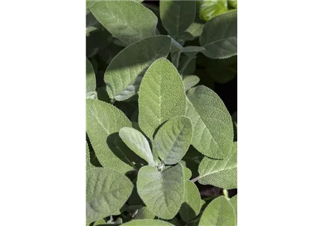 Salvia officinalis 'Berggarten' - Garten-Salbei