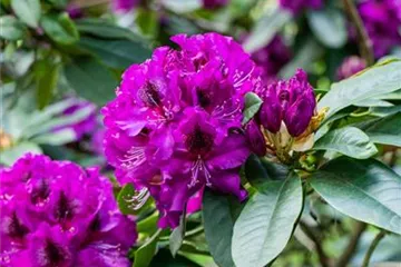 Rhododendron - Rhododendron