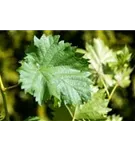 Weintraube - Vitis vinifera