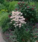 Bunte Garten-Margerite - Tanacetum coccineum 'Robinsons Rosa'