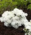 Rhododendron-Hybride 'Cunningham's White' - Rhododendron Hybr.'Cunningham's White' I