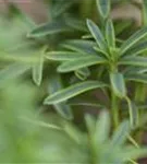 Eibe 'David' - Taxus baccata 'David' - Heckenpflanzen