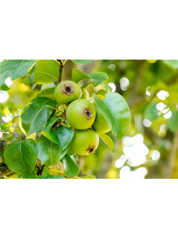 Pyrus communis 'Beech Hill' CAC, Wildbirne 'Beach Hill' Semper Verde