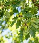 Trauben-Eiche - Quercus petraea