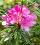 Rhododendron ponticum 'Graziella' - Rhododendron ponticum 'Graziella' III