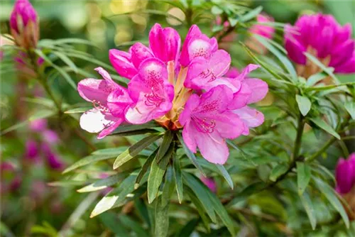 Rhododendron ponticum 'Graziella' - Rhododendron ponticum 'Graziella' III