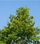Amerik.Roteiche - Quercus rubra