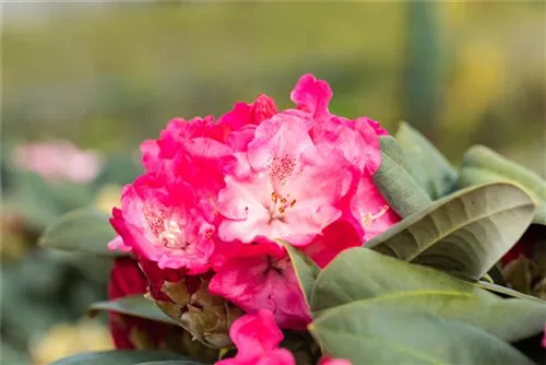 Yaku-Rhododendron 'Morgenrot' - Rhododendron yak.'Morgenrot' I