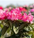 Yaku-Rhododendron 'Morgenrot' - Rhododendron yak.'Morgenrot' I