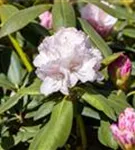Yaku-Rhododendron 'Schneekrone' - Rhododendron yak.'Schneekrone' I