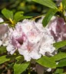 Yaku-Rhododendron 'Schneekrone' - Rhododendron yak.'Schneekrone' I