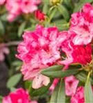 Yaku-Rhododendron 'Sneezy' - Rhododendron yak.'Sneezy' I
