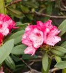 Yaku-Rhododendron 'Sneezy' - Rhododendron yak.'Sneezy' I