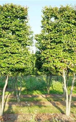 Fagus sylvatica - Baum