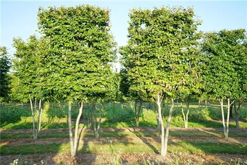 Rotbuche - Fagus sylvatica - Baum
