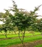 Eisenbaum - Parrotia persica - Formgehölze