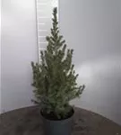 Zuckerhutfichte - Picea glauca 'Conica'
