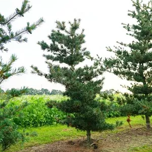 Pinus parviflora &#39;Negishi&#39; - Formgeh&#246;lze