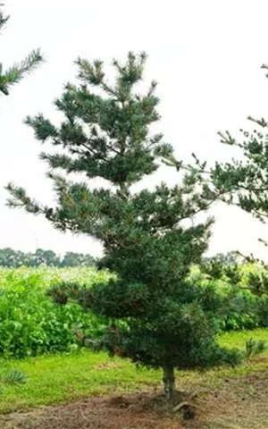 Pinus parviflora 'Negishi' - Formgehölze