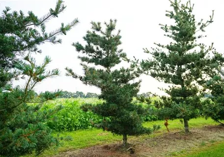 Pinus parviflora 'Negishi' - Formgehölze - Blaue Mädchenkiefer 'Negishi'