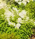 Rispenhortensie 'Bobo' - Hydrangea paniculata 'Bobo'