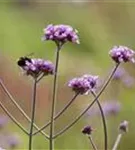 Eisenkraut - Verbena bonariensis