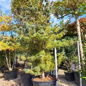 Pinus parviflora &#39;Negishi&#39; - Formgeh&#246;lze