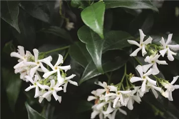 Trachelospermum jasminoides - Sternjasmin