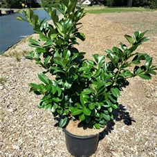 Prunus lauroc.'Etna' -R-, C 20 80- 100
