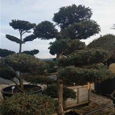 Juniperus chin.'Blue Alps' - Bonsai, Gartenbonsai Nr. 25 175- 200