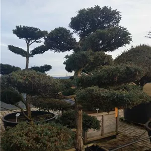 Juniperus chin.&#39;Blue Alps&#39; - Bonsai