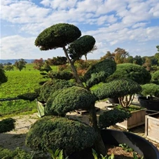 Juniperus chin.'Blue Alps' - Bonsai, Gartenbonsai Nr. 28 200- 225