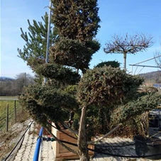 Juniperus chin.'Blue Alps' - Bonsai, Gartenbonsai Nr. 22 200- 225