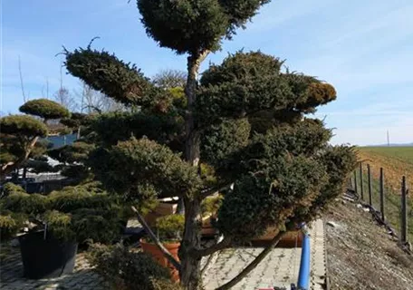 Juniperus chin.'Blue Alps' - Bonsai - Chin.Wacholder 'Blue Alps'