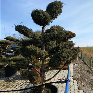 Juniperus chin.&#39;Blue Alps&#39; - Bonsai