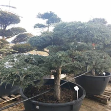Juniperus squamata 'Blue Carpet' - Bonsai, Gartenbonsai Nr. 27 Windform 150- 175