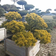 Pinus mugo 'Wintergold' - Bonsai, Gartenbonsai Nr. 38 Br 150-175 - 90