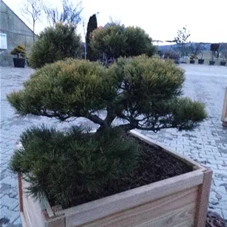 Pinus mugo 'Wintergold' - Bonsai, Gartenbonsai Nr. 2 80- 100