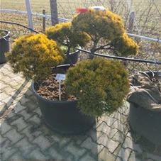 Pinus mugo 'Wintergold' - Bonsai, Gartenbonsai Nr. 3 80- 130