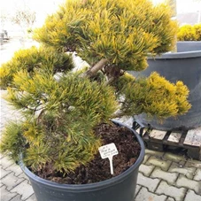 Pinus mugo 'Wintergold' - Bonsai, Gartenbonsai Nr. 4 80- 100