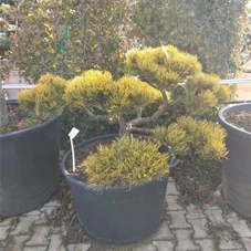 Pinus mugo 'Wintergold' - Bonsai, Gartenbonsai Nr. 19 80- 100