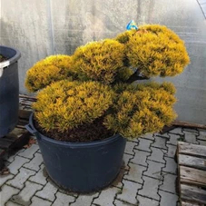 Pinus mugo 'Wintergold' - Bonsai, Gartenbonsai Nr. 17 80- 120