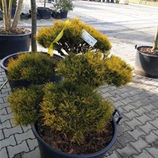 Pinus mugo 'Wintergold' - Bonsai, Gartenbonsai Nr. 18 80- 100