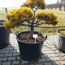 Pinus mugo 'Wintergold' - Bonsai, Gartenbonsai Nr. 11 100- 100